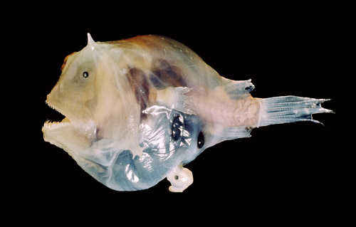 Billedresultat for deepsea fish male